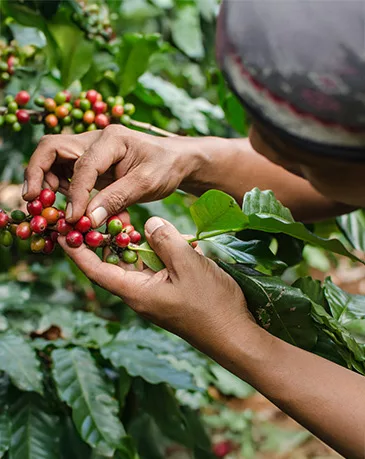 Picking Cerise de Café Picking responsable des cerises de café