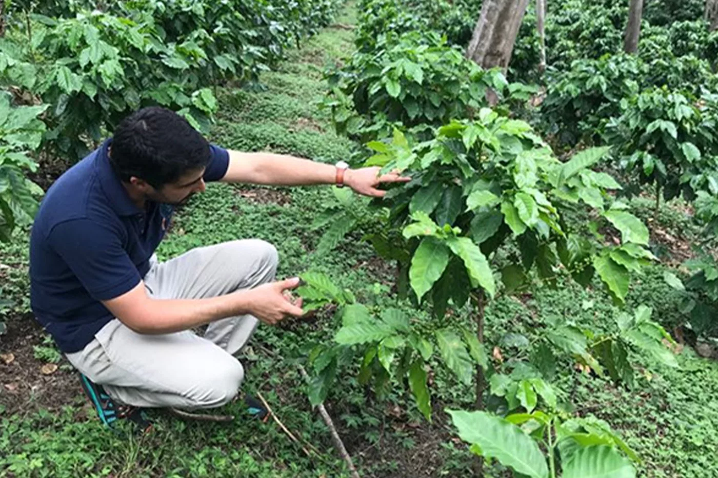 Maitre torrefacteur dans plantation cafe