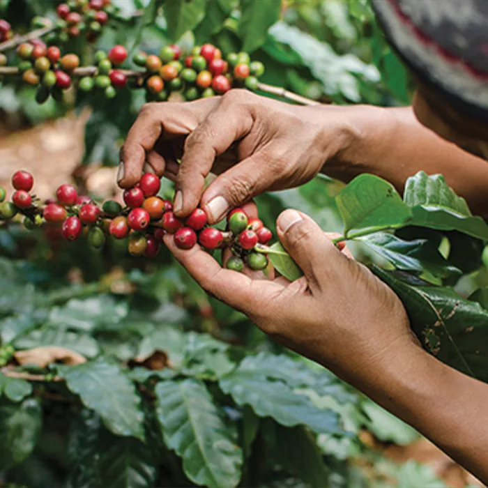 Picking Responsable Picking manuel cerise cafe