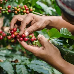 Picking responsable pour encourager un café durable