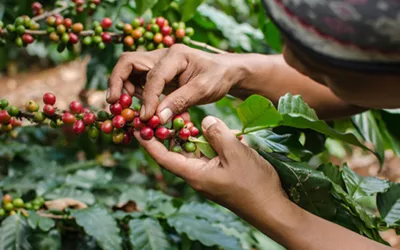 Comment rendre le café plus durable : 7 actions concrètes