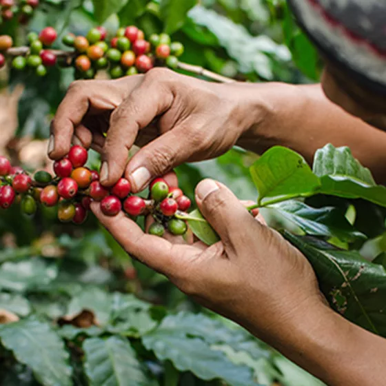 Picking responsable pour encourager un café durable