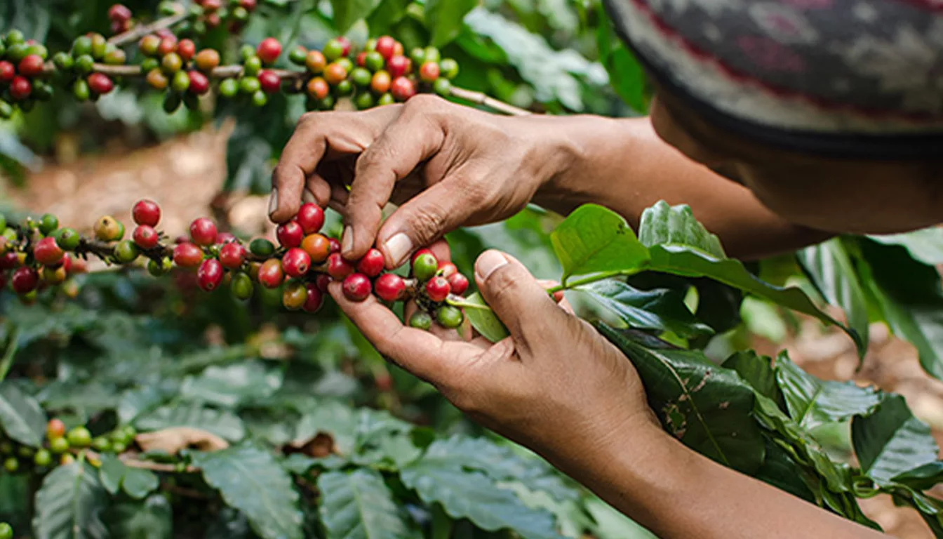 Picking responsable pour encourager un café durable