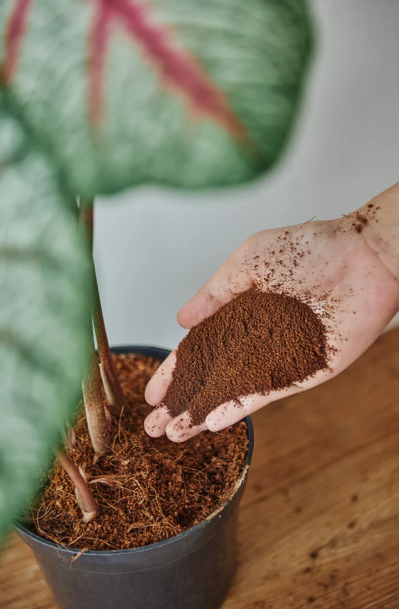 Recyclage marc de café - économie circulaire